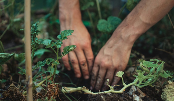 Hands in the soil