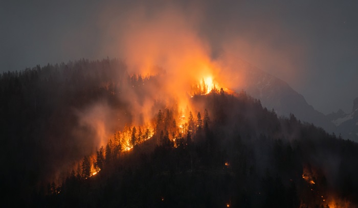 Forest wildfire at night a natural disaster