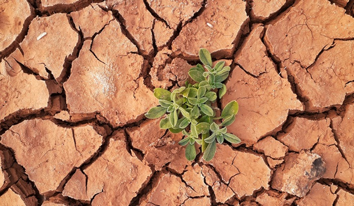 Plant sprouting up from arid soil, representing identifying with life itself amid the polycrisis