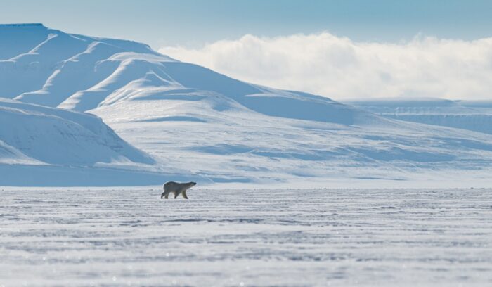 A Polar bear surrounded by arctic wilderness, for article on Alaska petroleum reserve drilling limits