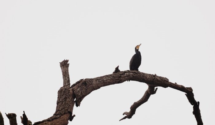 A bird on a tree, for article on Nepal bird sanctuary