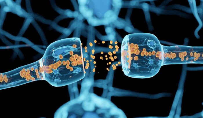 A neuron or nerve cell is an electrically excitable cell, for article on ALS synapse-regenerating pill