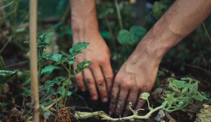 A person preparing for planting the plant