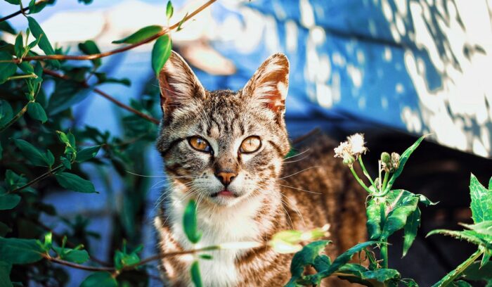 A photo of Lynx kitten in a wild