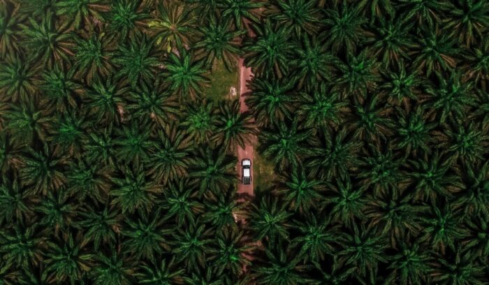 Aerial view of palm oil trees