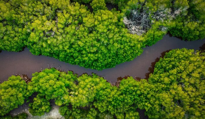 Aerial view of river and mangroves, for article on Amazon mangrove protection