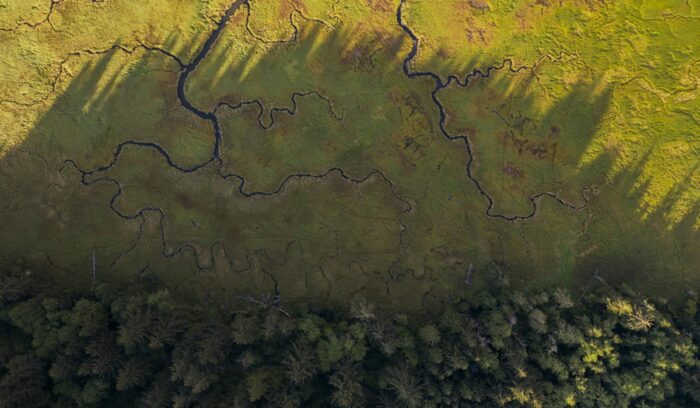 A rewilded European wetland with reeds and open water for an article about EU habitat restoration