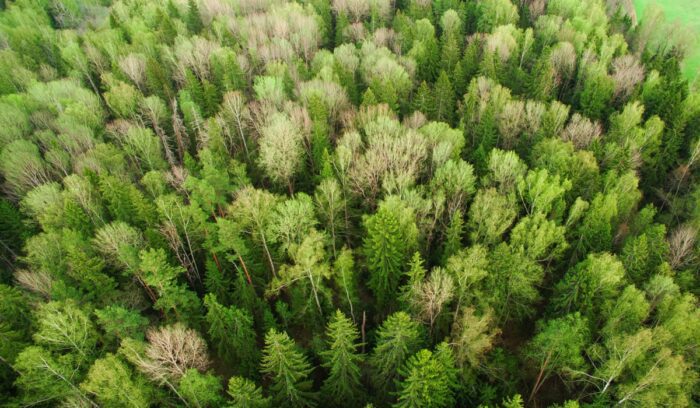 Aerial view of young forest