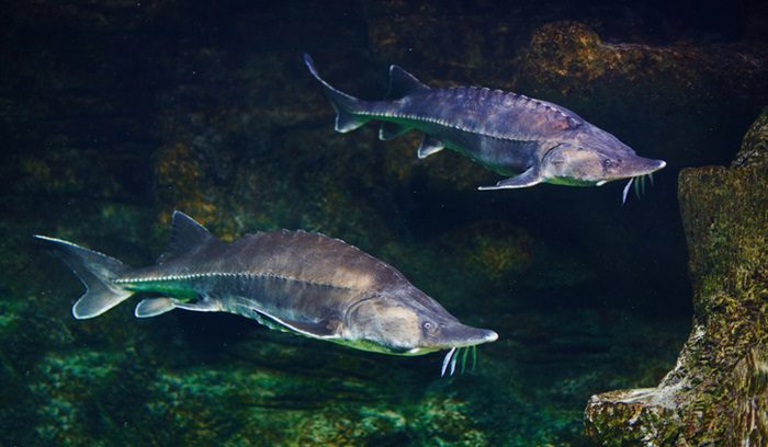Alive sturgeon in aquarium, for article on Atlantic sturgeon reintroduction
