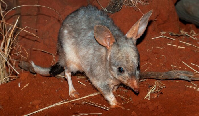 Australian Bilby, for article on Australian species recovery