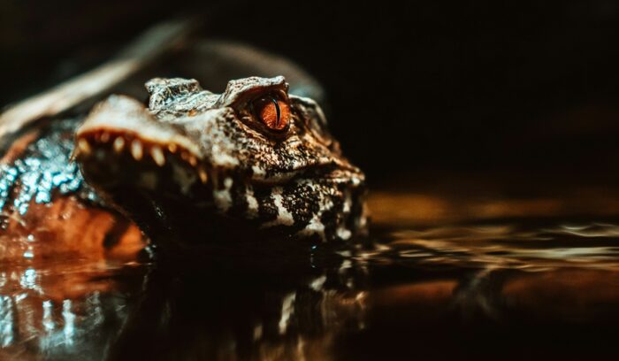 Baby crocodile, for article on Siamese crocodile hatching