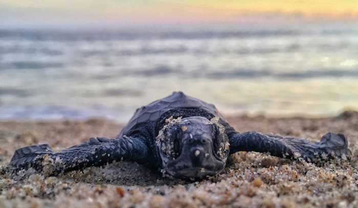 A loggerhead sea turtle crawling on a sandy beach for an article about loggerhead sea turtle nests in Greece, for article on loggerhead sea turtle nests