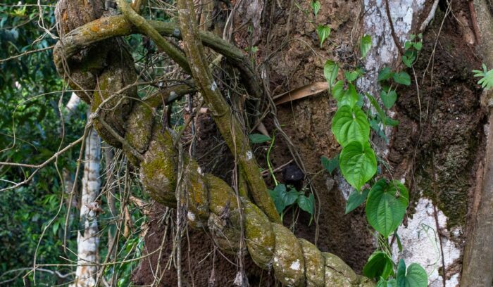 Banisteriopsis caapi vine