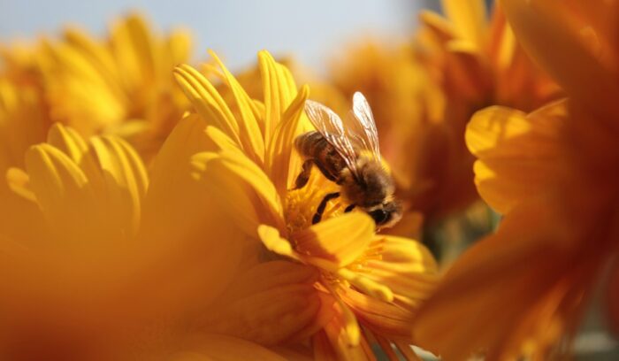 Bee on yellow flowers, for article on EU nature restoration law