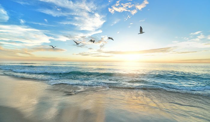 Birds flying at the beach on a sunny day, for article on Chumash Heritage National Marine Sanctuary