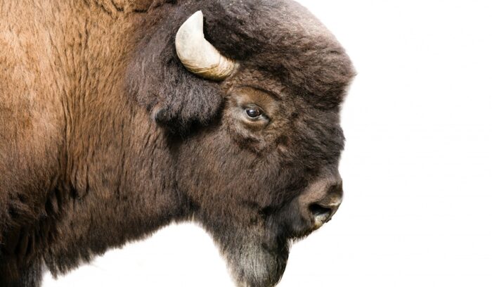 Bison, for article on Portugal wild bison