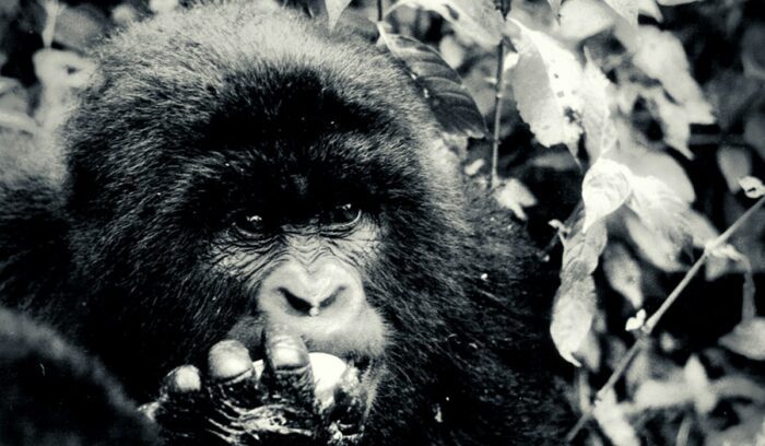 Black-and-white photo of baby gorilla, for article on Albert National Park