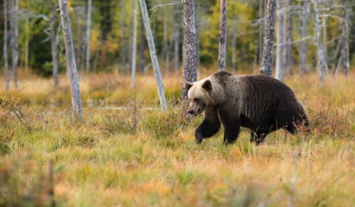 Brown bear