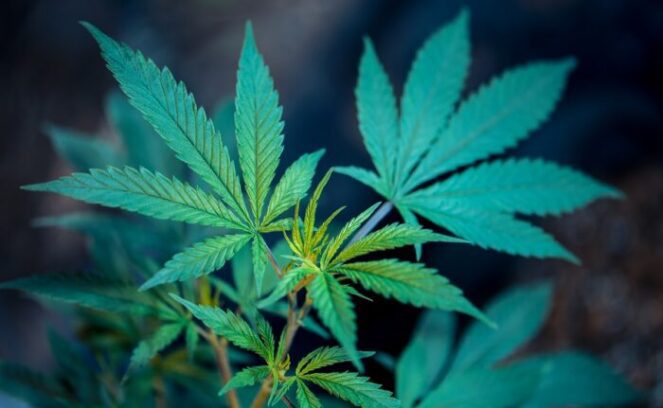 Cannabis leaf symbolizing the cannabis legalization movement, for article on Oregon cannabis tax revenue, for article on cannabis and cancer cells
