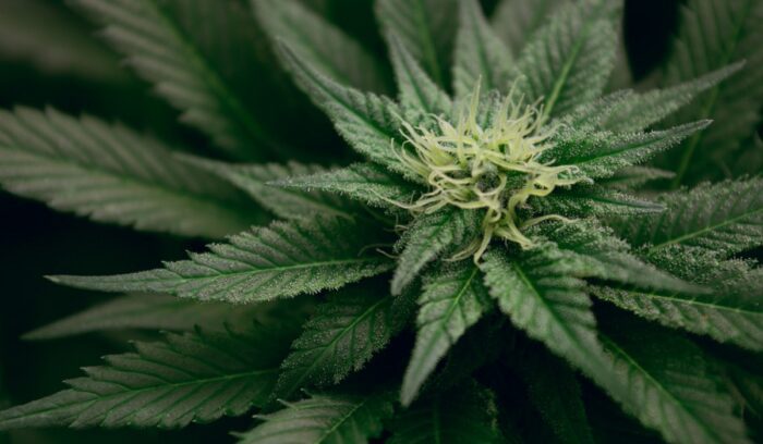 Cannabis plant