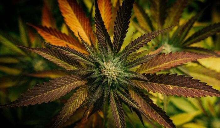 Cannabis plant