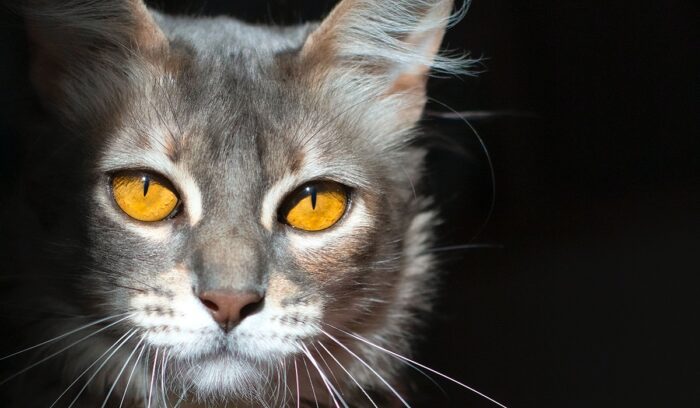 Cat, for article on cat domestication