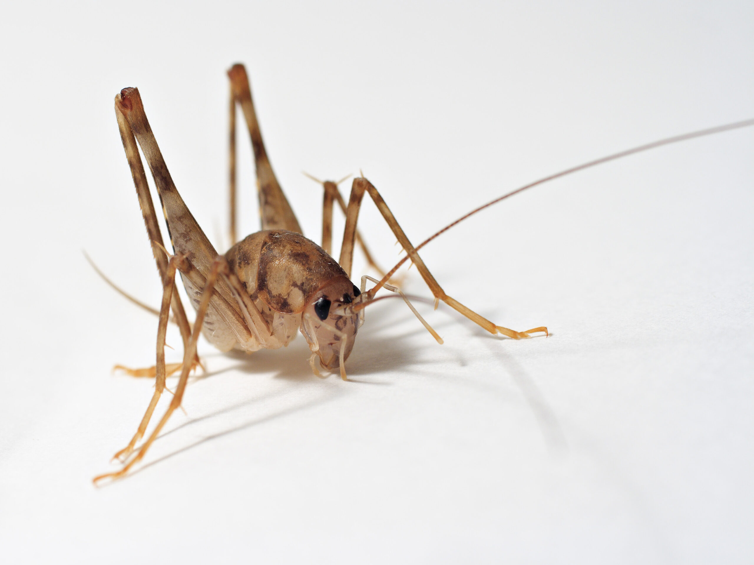 Eating insects - a cricket