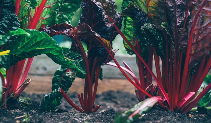 Chard growing, for article on Neolithic farming Iberian Peninsula