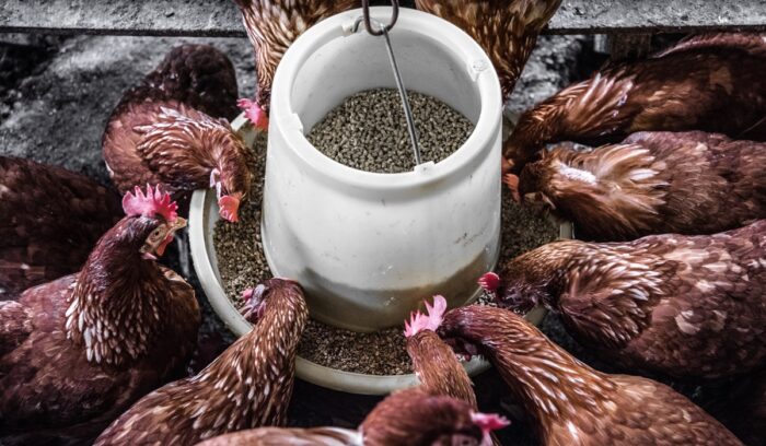 Chicken feeding