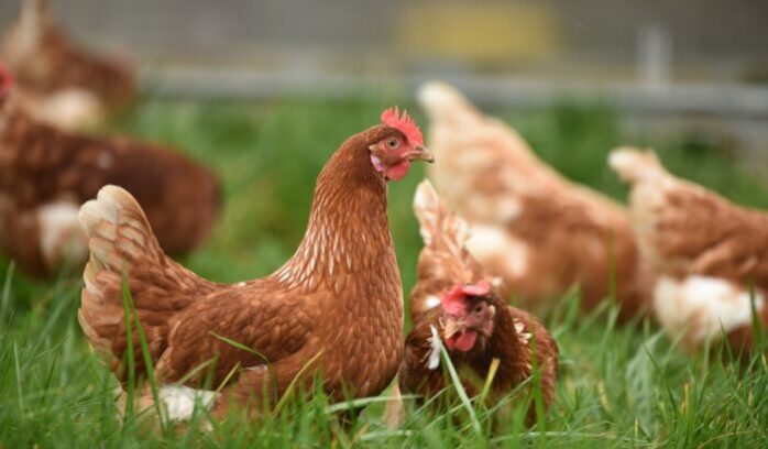 Hens roaming freely outdoors, raised for cage-free eggs