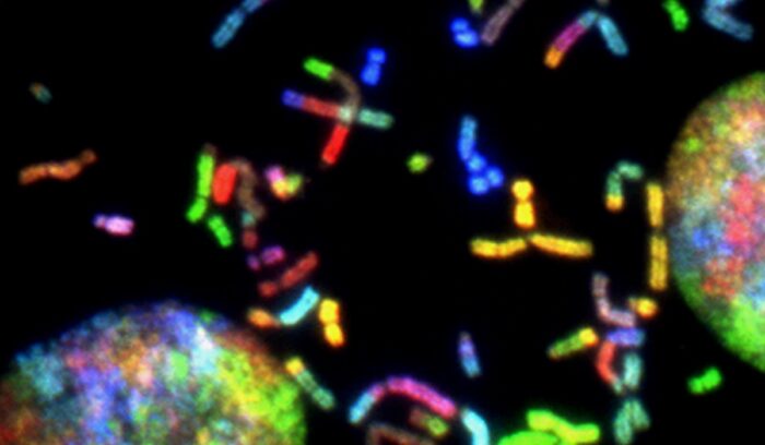 Chromosomes, for article on CRISPR gene therapy hereditary angioedema
