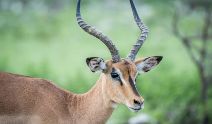 Close up of a Black-faced impala.