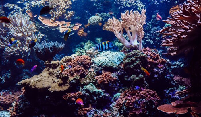 Coral reef with fish, for article on international coral reef initiative, for article on Great Barrier Reef protection