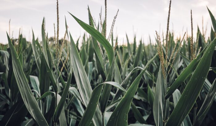 Corn growing in the field, for article on maize domestication