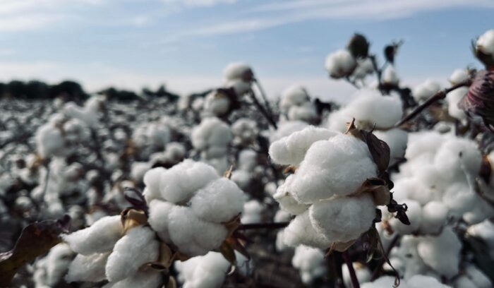 Cotton growing in field, for article on single-roller cotton gin