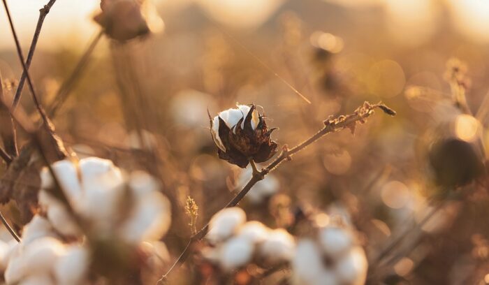 Cotton growing, for article on cotton cultivation