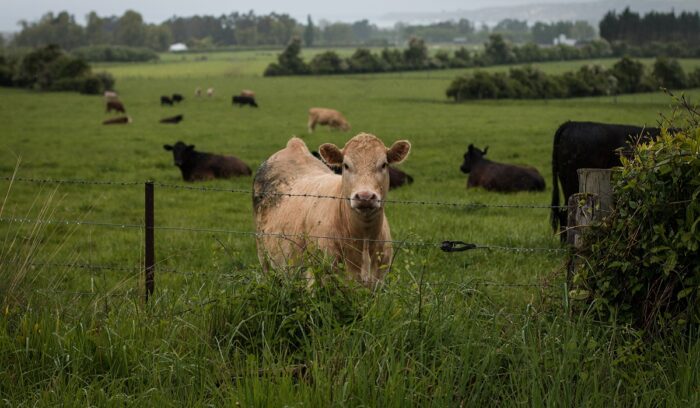 Cow in the field