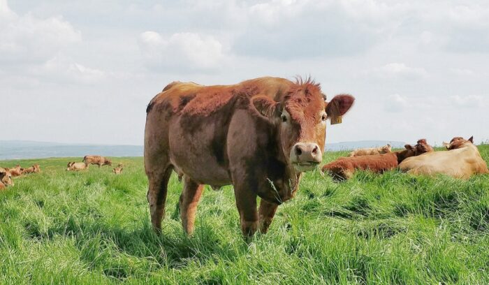 Cow, for article on cattle domestication