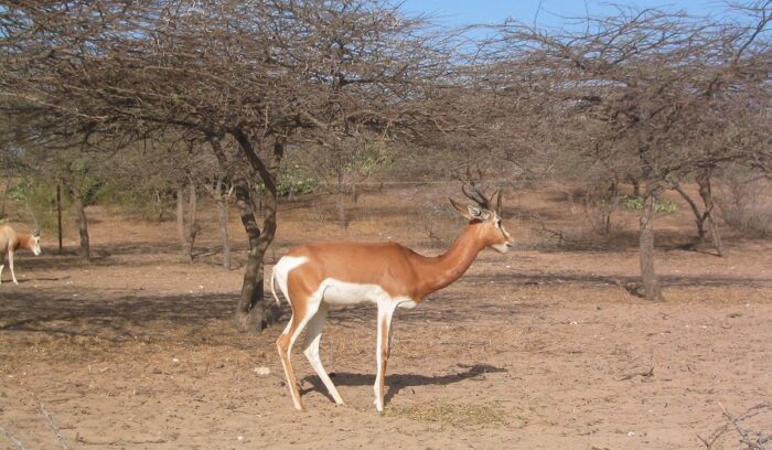 Dama gazelle