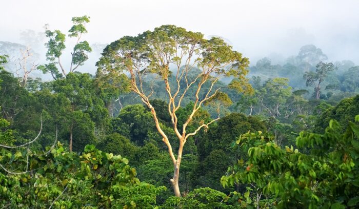 Danum Valley