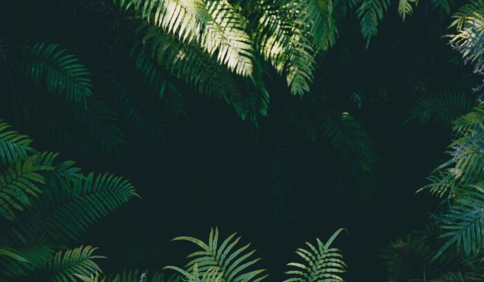 Darkness through the leaves, for article on DMT plant medicine
