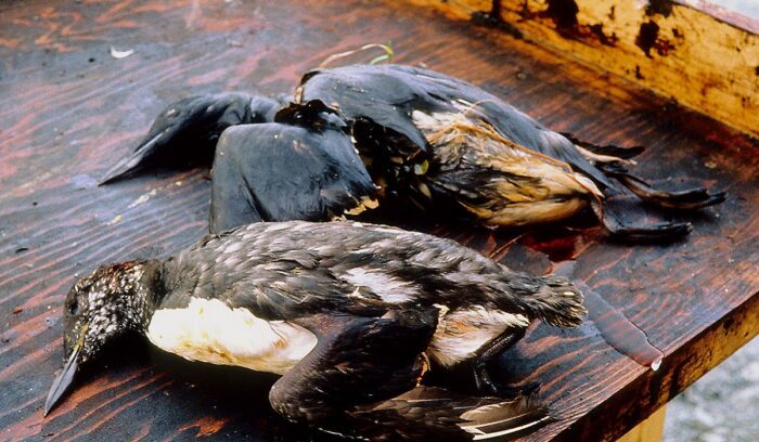 Dead birds covered in oil