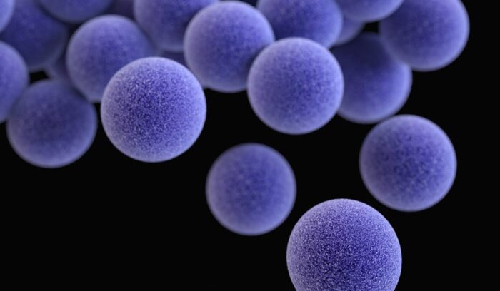 Depiction of MRSA bacteria up close, for article on MRSA antibiotic discovery