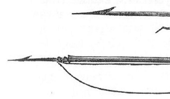 Carved bone harpoon head with barbed points for an article about Semliki harpoons early human fishing