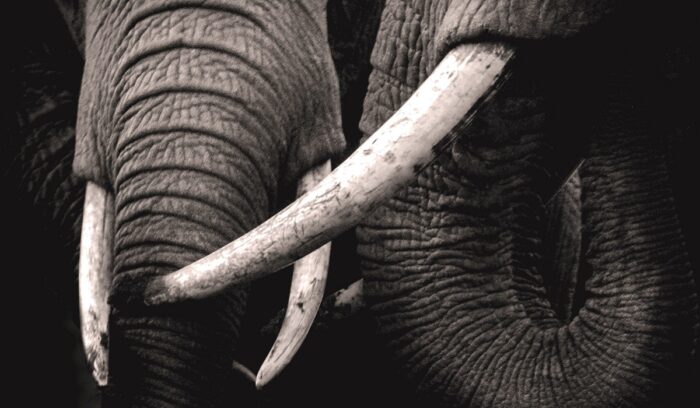 Elephant tusks