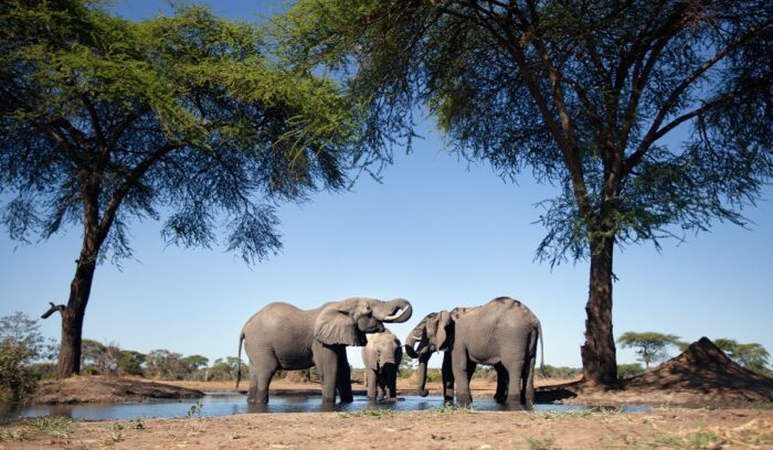 Elephants by small body of water