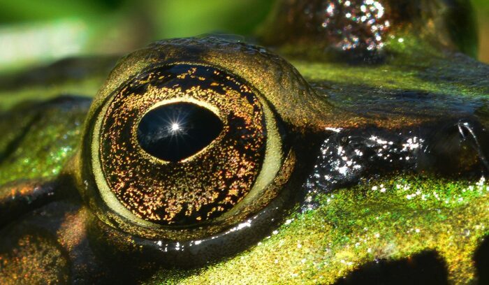 Eye of reptile, for article on biodiversity convention