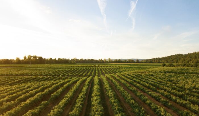 Farm field