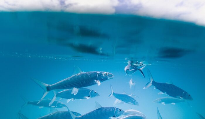 Fish, for article on fisheries transparency initiative