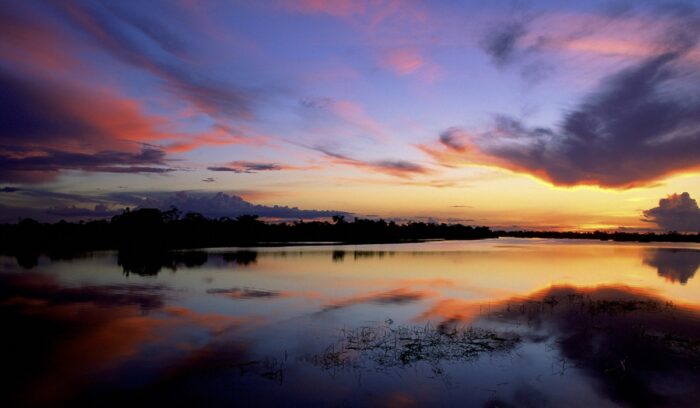 Flooded forest in Jau National Park, for article on Jaú National Park